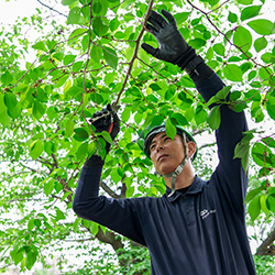 開業2年目から「去年の剪定の答え合わせ」