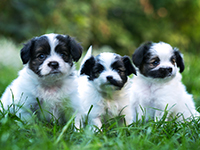 トリマーさん、獣医さん、ペットショップオーナーさんなど、ペットに関わる方を歓迎！