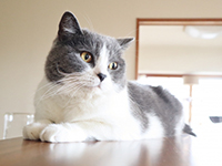 ペットの癒やしを仕事に。未経験でも安心して始められる、在庫不要の安定事業です。